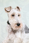 Fox Terrier Portrait