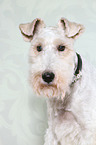 Fox Terrier Portrait