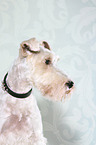 Fox Terrier Portrait