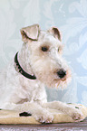 lying Fox Terrier