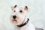 Fox Terrier Portrait