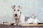 lying Fox Terrier