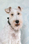 Fox Terrier Portrait