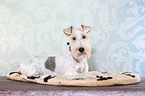 lying Fox Terrier