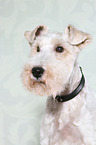 Fox Terrier Portrait