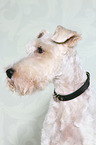 Fox Terrier Portrait