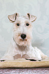 lying Fox Terrier