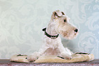 lying Fox Terrier