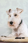 lying Fox Terrier