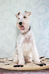 sitting Fox Terrier