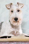 lying Fox Terrier