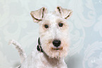 Fox Terrier Portrait