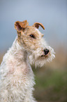 Fox Terrier Portrait