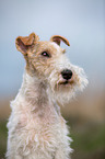 Fox Terrier Portrait