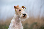 Fox Terrier Portrait