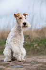 sitting Fox Terrier