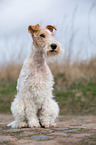 sitting Fox Terrier