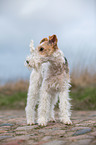 Fox Terrier