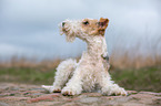 lying Fox Terrier