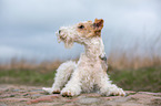 lying Fox Terrier