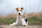 lying Fox Terrier