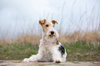 lying Fox Terrier