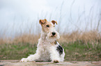 lying Fox Terrier