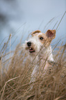 Fox Terrier Portrait