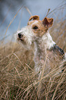 Fox Terrier Portrait