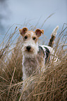 Fox Terrier