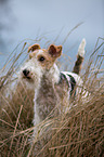 Fox Terrier