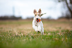 playing Fox Terrier