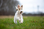 running Fox Terrier