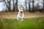 playing Fox Terrier