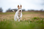 running Fox Terrier