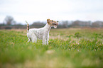 Fox Terrier