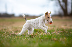 playing Fox Terrier