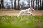 playing Fox Terrier