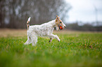 playing Fox Terrier