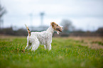 Fox Terrier