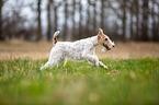 running Fox Terrier