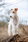 Fox Terrier