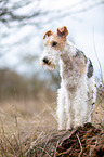 Fox Terrier