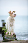 Fox Terrier