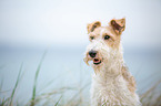 Fox Terrier Portrait