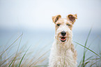 Fox Terrier Portrait