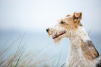 Fox Terrier Portrait