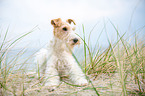 lying Fox Terrier