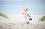 sitting Fox Terrier