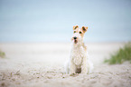 sitting Fox Terrier